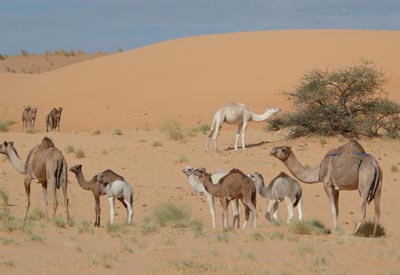 Westsahara, Mauretanien: Groe Expedition ab Sdmarokko - Kamelfamilie